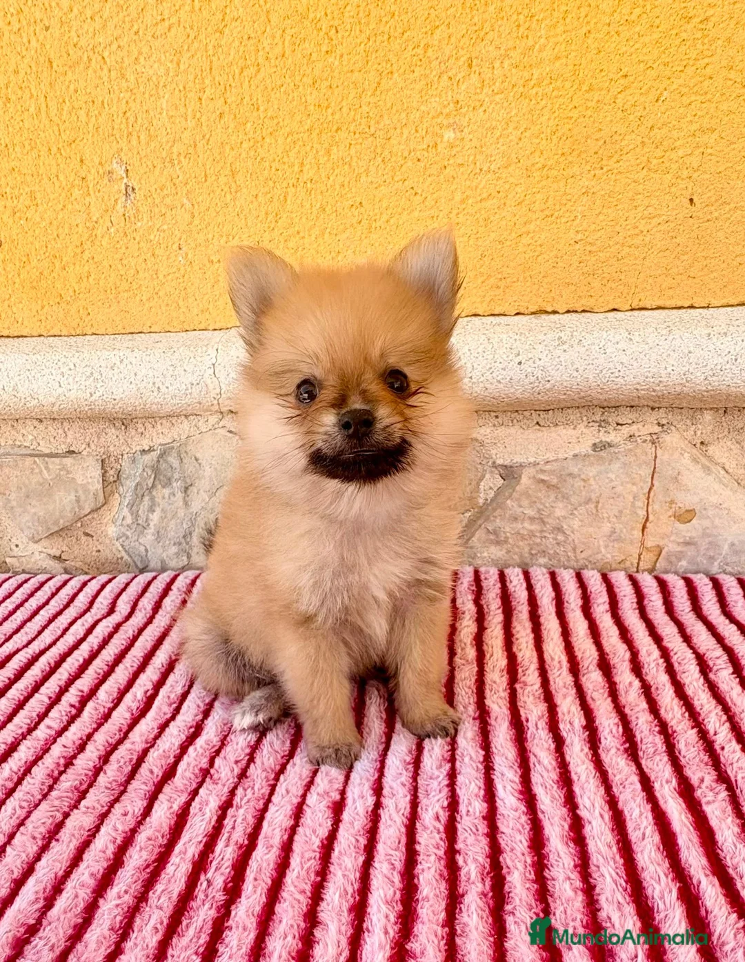 Pomerania perros en venta: Pomerania  - Anuncio 1