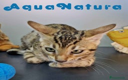 Bengalí gatos en venta: Bengali Hembra 4606 AQUANATURA - Imagen 4