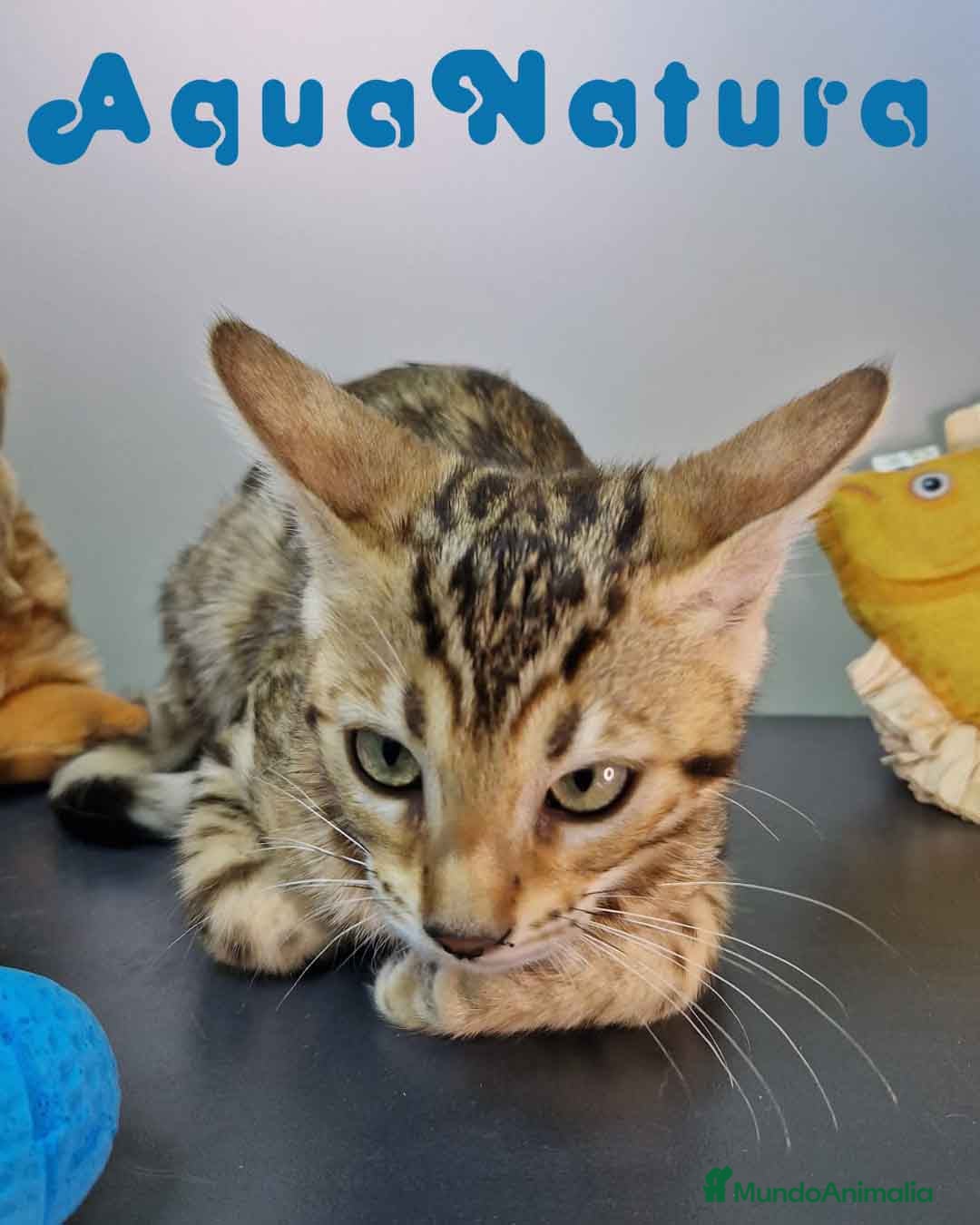 Bengalí gatos en venta: Bengali Hembra 4606 AQUANATURA - Imagen 4