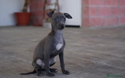 Pequeño Lebrel Italiano perros en venta: 🌟 Sirius y Selena – Galgos italianos blue 🌟 - Imagen 3
