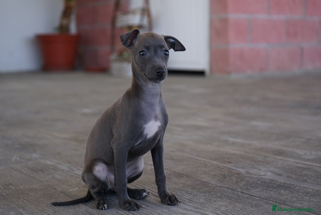 Pequeño Lebrel Italiano perros en venta: 🌟 Sirius y Selena – Galgos italianos blue 🌟 - Imagen 3
