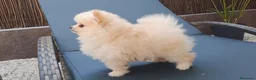Pomerania perros en venta: Cachorrita Lulu de Pomerania Toy  - Anuncio 1