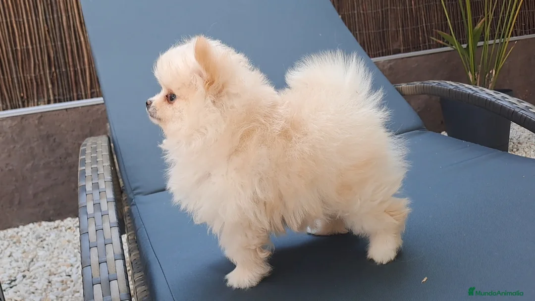 Pomerania perros en venta: Cachorrita Lulu de Pomerania Toy  - Anuncio 1