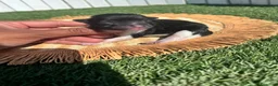 Pomerania perros en venta: POMERANIA - Anuncio 9