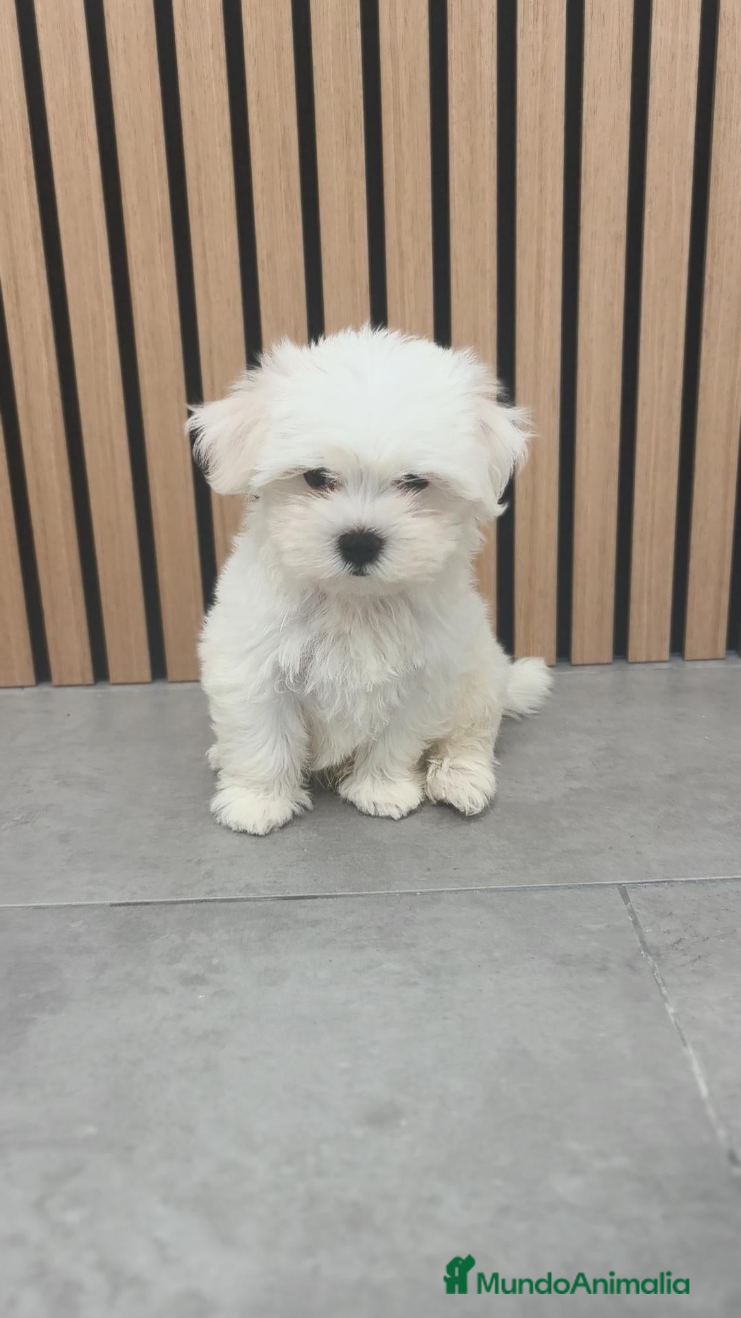 Bichón Maltés perros Bichón Maltes macho disponible  - Anuncio 2