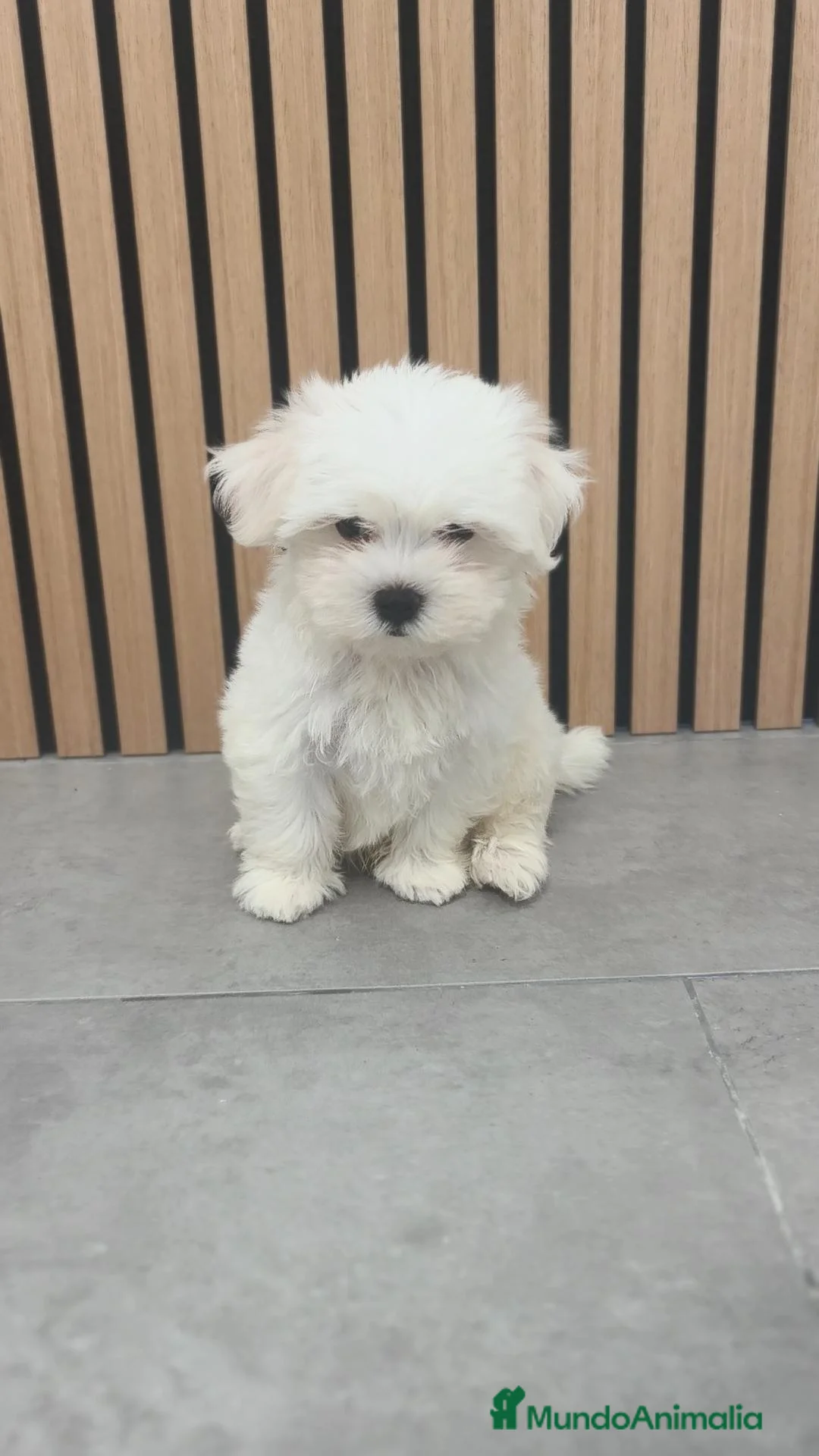 Bichón Maltés perros en venta: Bichón Maltes macho disponible  - Anuncio 1
