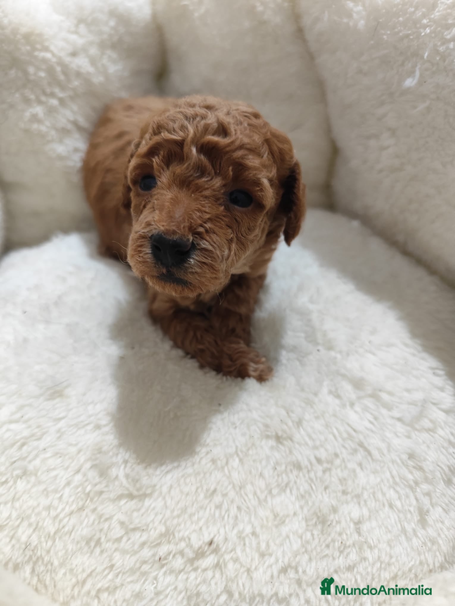 Caniche Toy perros en venta: Caniche toy  - Anuncio 4