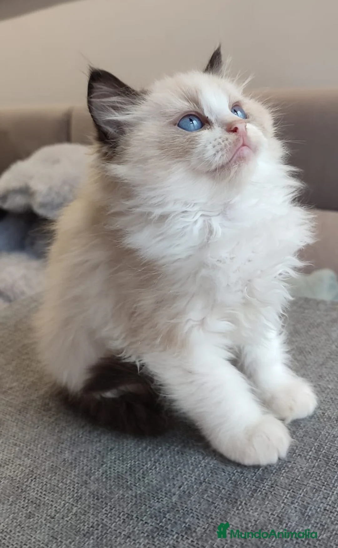 Ragdoll gatos en venta: Gatitos Ragdoll - Anuncio 36