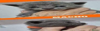 Británico de Pelo Corto 1