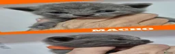 Británico de Pelo Corto gatos en venta: Gatos Brithish shorthair  - Anuncio 2