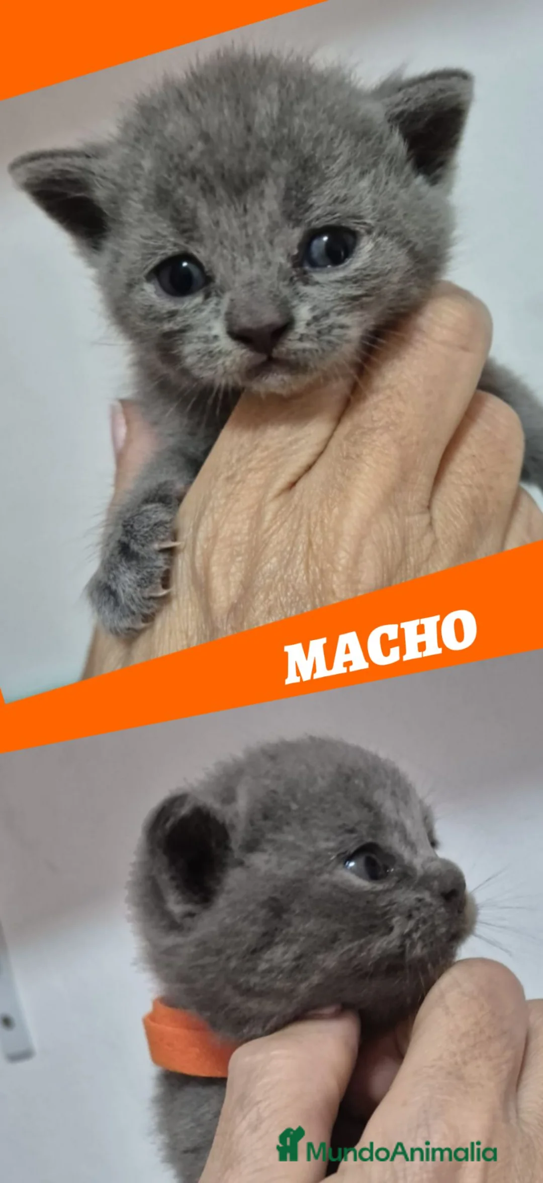 Británico de Pelo Corto gatos en venta: Gatos Brithish shorthair  - Anuncio 2