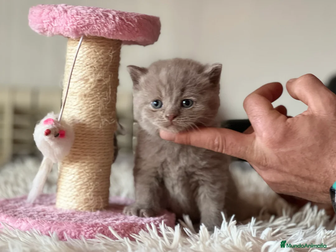 Británico de Pelo Corto gatos en venta: BRITISH SHORTHAIR LILAC - Anuncio 2