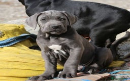 Cane Corso perros en venta: Preciosos cachorros de Cane corso - Anuncio 9