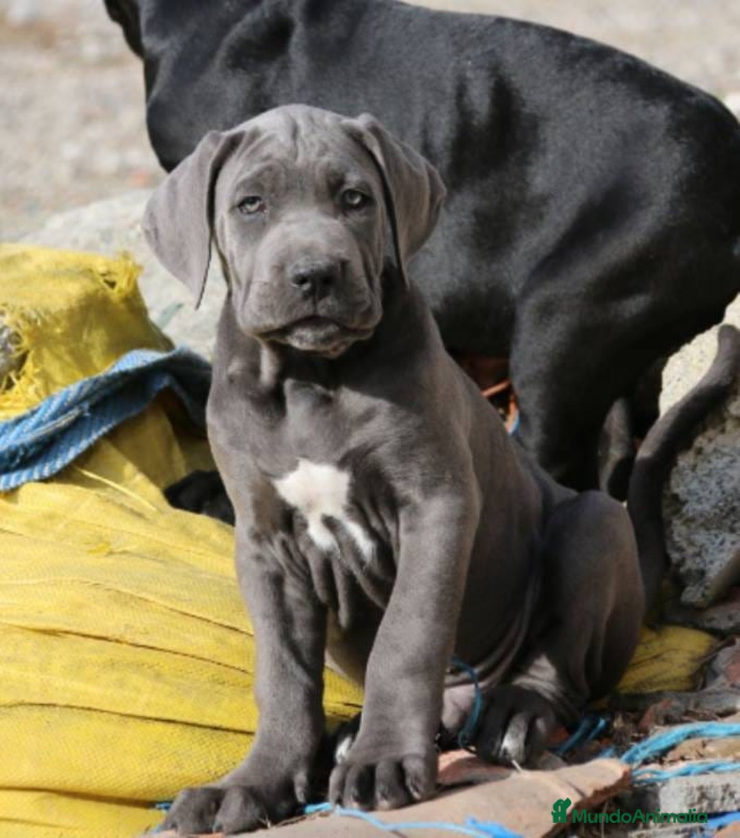 Cane Corso perros en venta: Preciosos cachorros de Cane corso - Anuncio 9