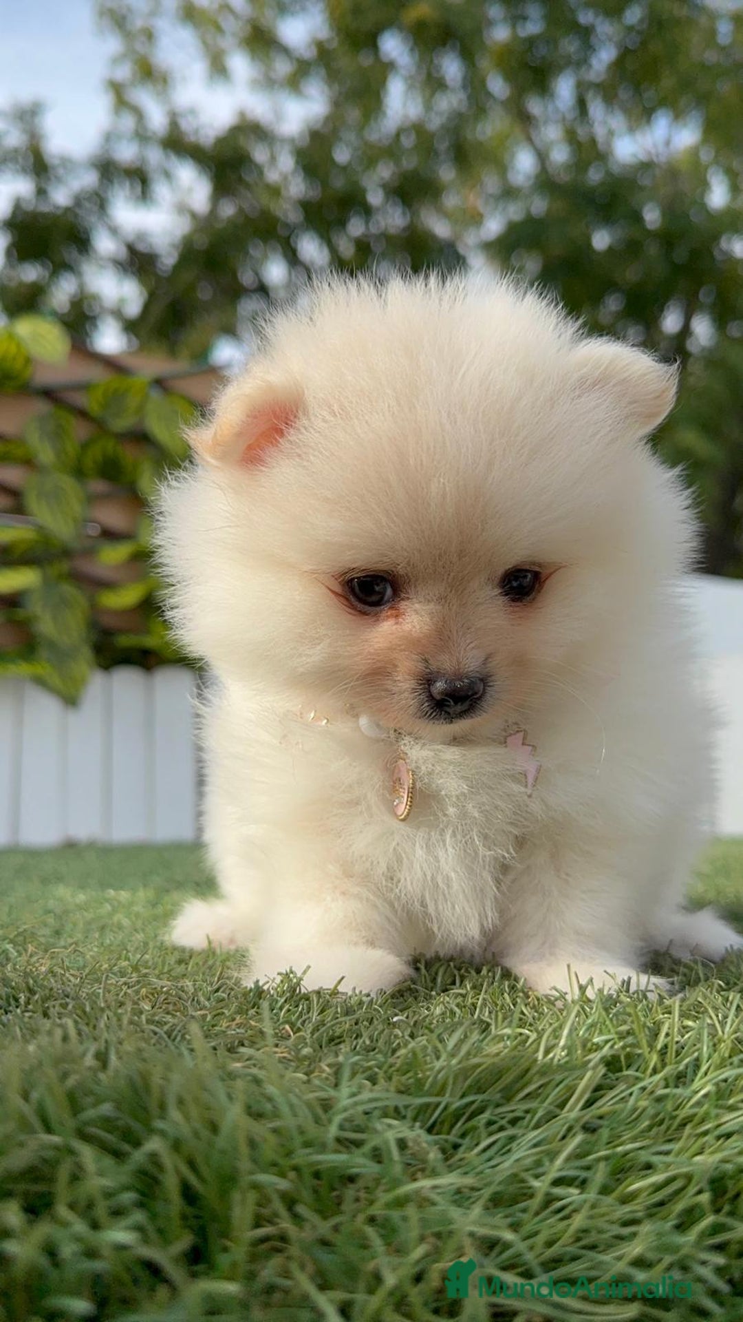 Pomerania perros en venta: POMERANIA HEMBRA - Imagen 9