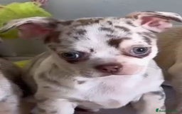 Chihuahua perros en venta: Chihuahuas merle - Anuncio 1