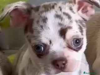 Chihuahua perros Chihuahuas merle - Anuncio 2