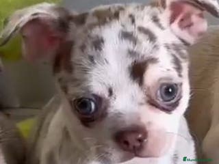 Chihuahua perros Chihuahuas merle - Anuncio 18