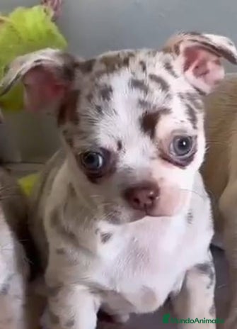 Chihuahua perros Chihuahuas merle - Anuncio 1