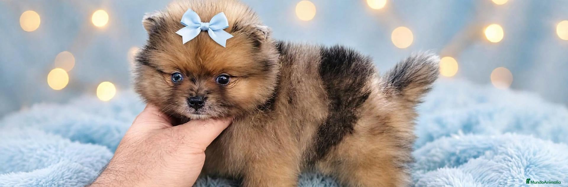 Pomerania perros en venta: Pomerania ositos💎 - Anuncio 10
