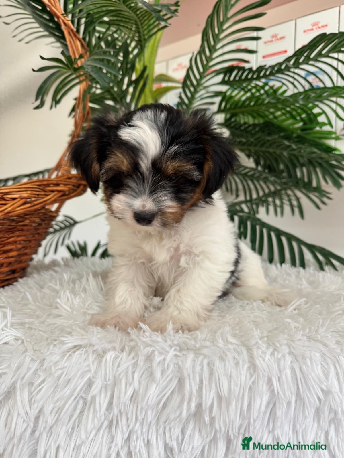Yorkshire Terrier perros YORKSHIRE BIEWER - Anuncio 1