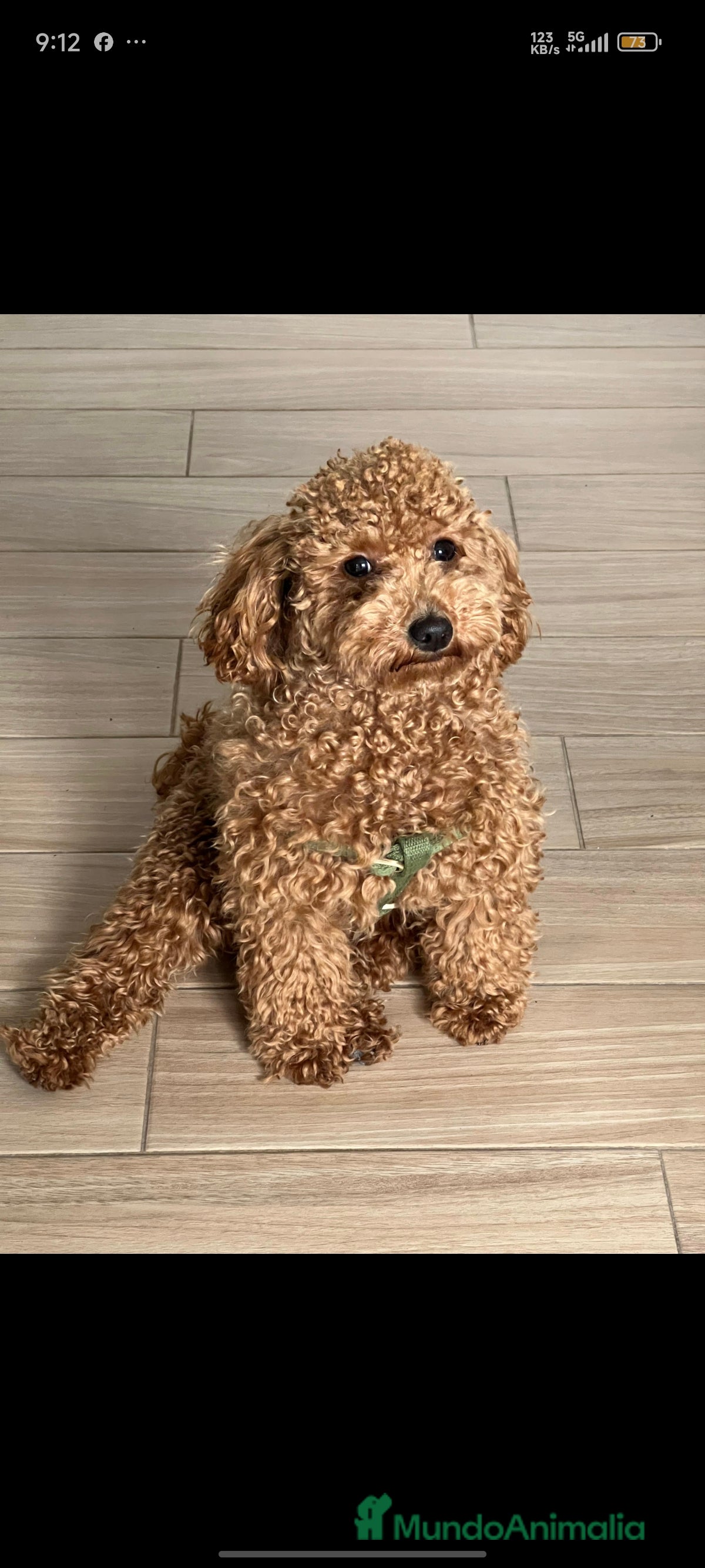 Caniche Toy perros Caniche toy  - Anuncio 1