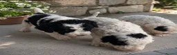 Perro de Agua Español perros en venta: Perros de agua  en Zaragoza - Anuncio 6