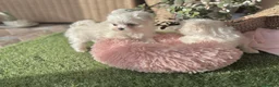Bichón Maltés perros en venta: Bichon maltés listos para entregar. - Anuncio 7