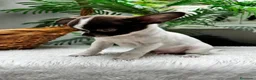 Chihuahua perros en venta: CHIHUAHUA CHOCOLATE Y BLANCO - Anuncio 10