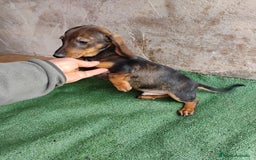 Teckel perros en venta: Cachorro macho teckel pelo corto  - Imagen 3