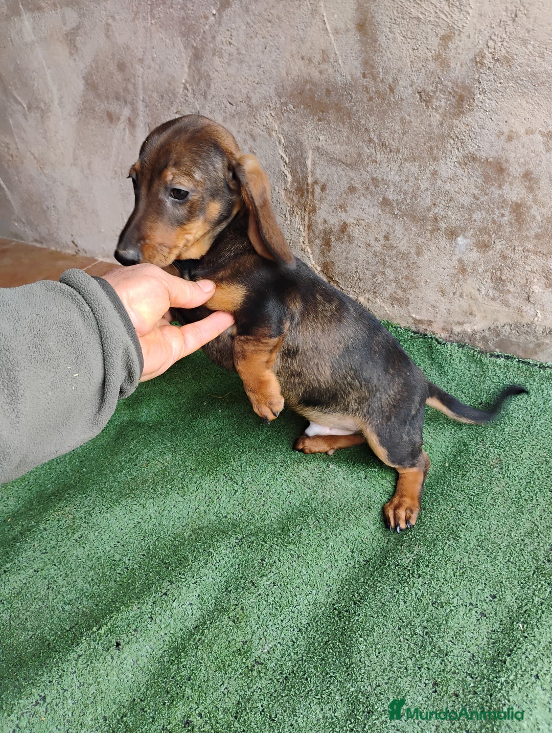 Teckel perros en venta: Cachorro macho teckel pelo corto  - Imagen 3