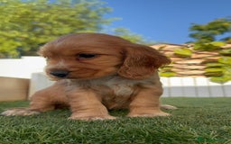 Cocker Spaniel Inglés perros en venta: COCKER SPANIEL INGLES - Imagen 11