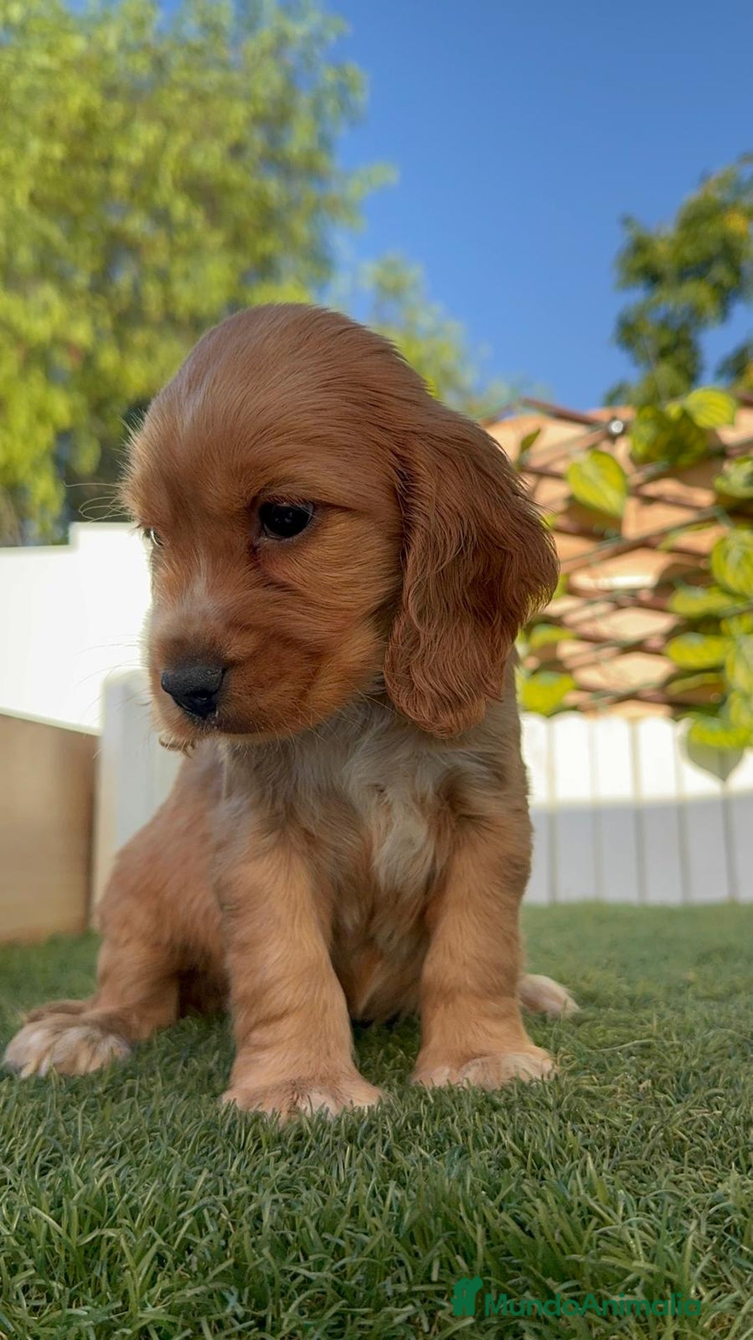 Cocker Spaniel Inglés perros en venta: COCKER SPANIEL INGLES - Imagen 11