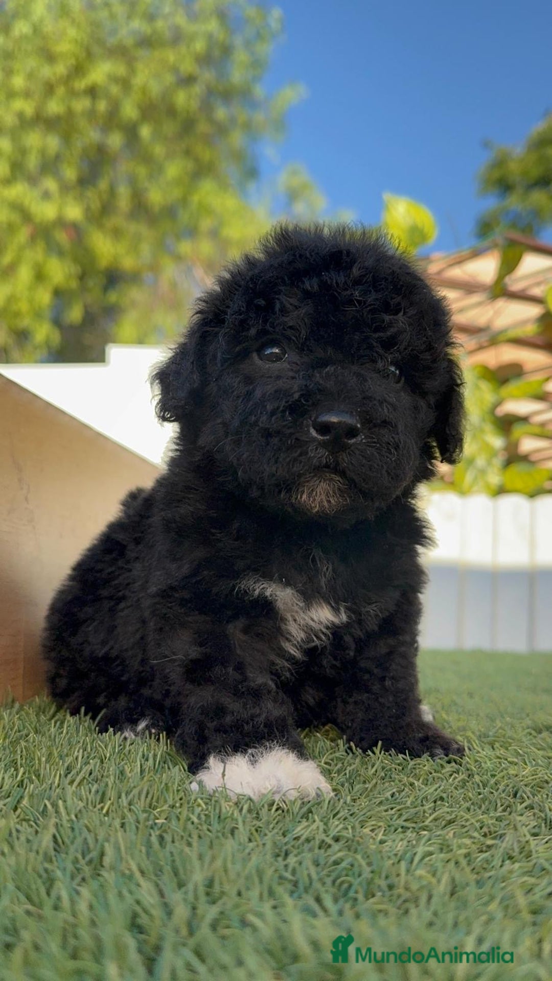 Perro de Agua Español perros en venta: PERRO DE AGUA HEMBRA - Imagen 14