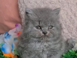 Británico de Pelo Largo gatos - Anuncio 17