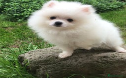 Pomerania perros en venta: Cachorros de Pomerania  - Imagen 1