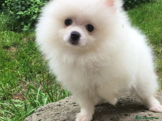 Pomerania perros - Anuncio 39