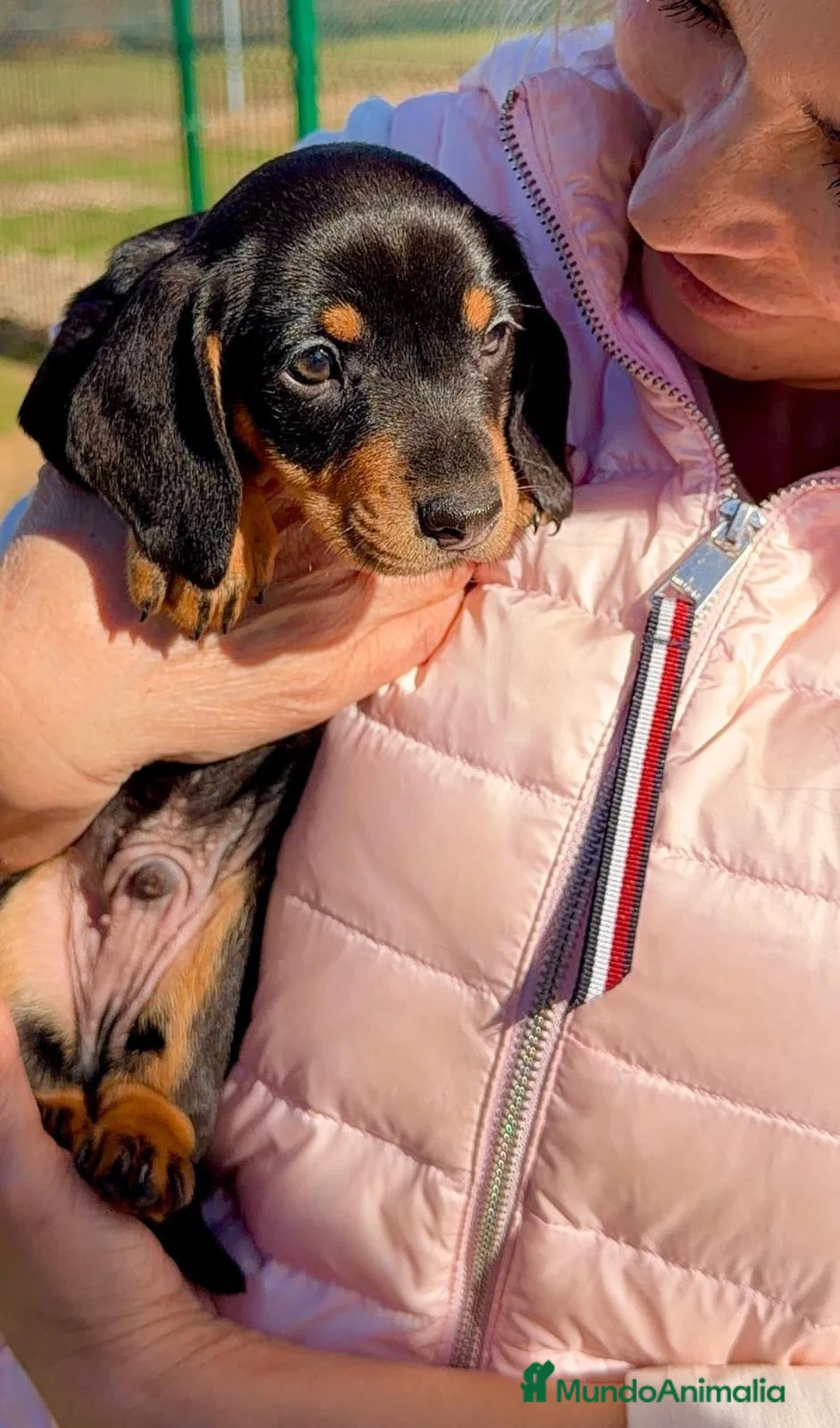Teckel Miniatura perros en venta: TECKEL KANINCHEN NEGRO/FUEGO 🖤🔥 - Anuncio 1