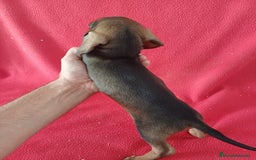 Teckel Miniatura perros en venta: Teckel Miniatura  - Imagen 3