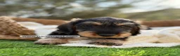 Teckel Miniatura perros en venta: TECKEL PELO DURO JABALI - Anuncio 2