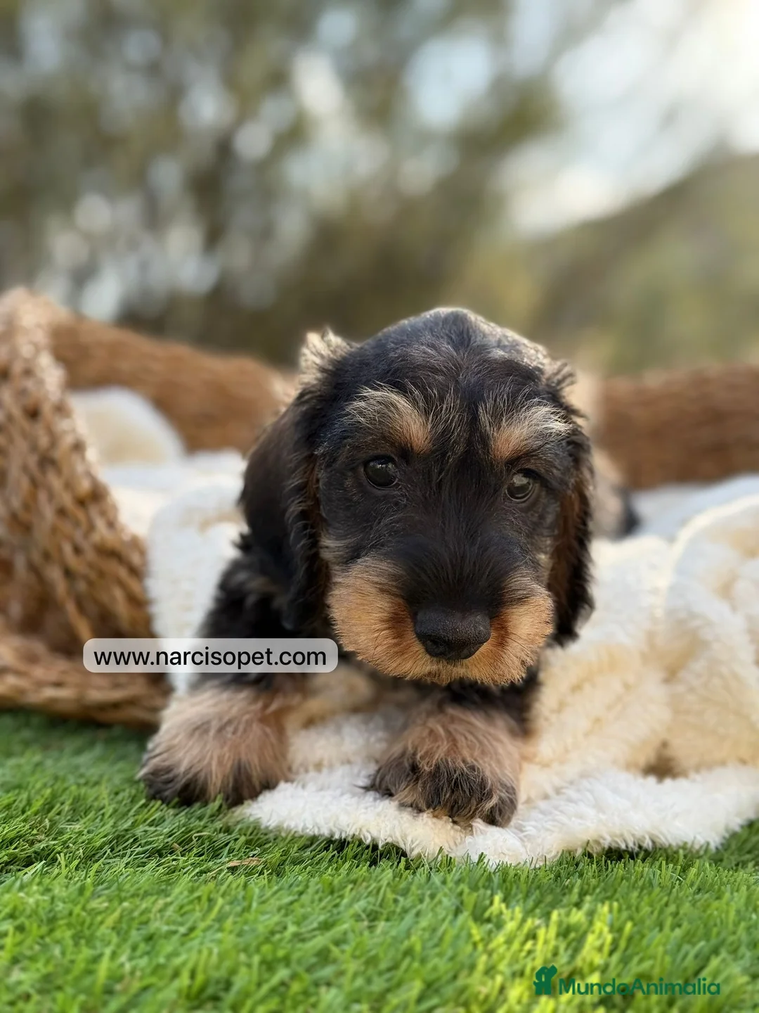 Teckel Miniatura perros en venta: TECKEL PELO DURO JABALI - Anuncio 2