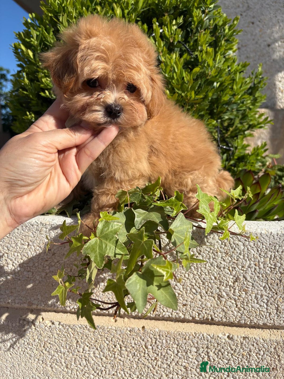 Maltipoo perros en venta: Maltipoo - Imagen 4