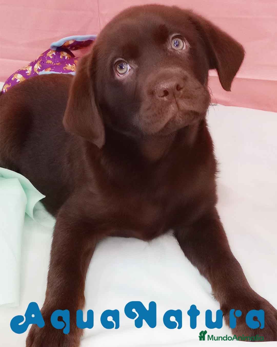 Labrador Retriever perros Camada LABRADOR RETRIEVER chocolate - AQUANATURA en Barcelona - Anuncio 24