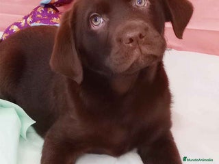 Labrador Retriever perros Camada LABRADOR RETRIEVER chocolate - AQUANATURA en Barcelona - Anuncio 11