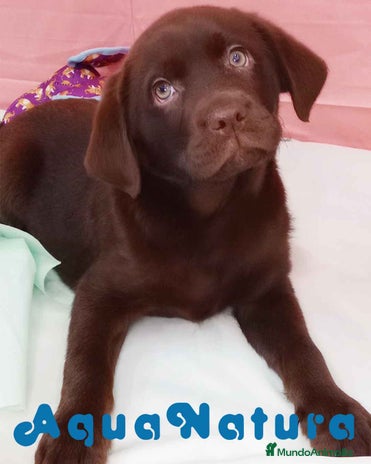 Labrador Retriever perros en Barcelona - Anuncio 15