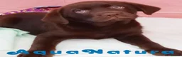 Labrador Retriever perros en venta: Camada LABRADOR RETRIEVER chocolate - AQUANATURA en Barcelona - Anuncio 1