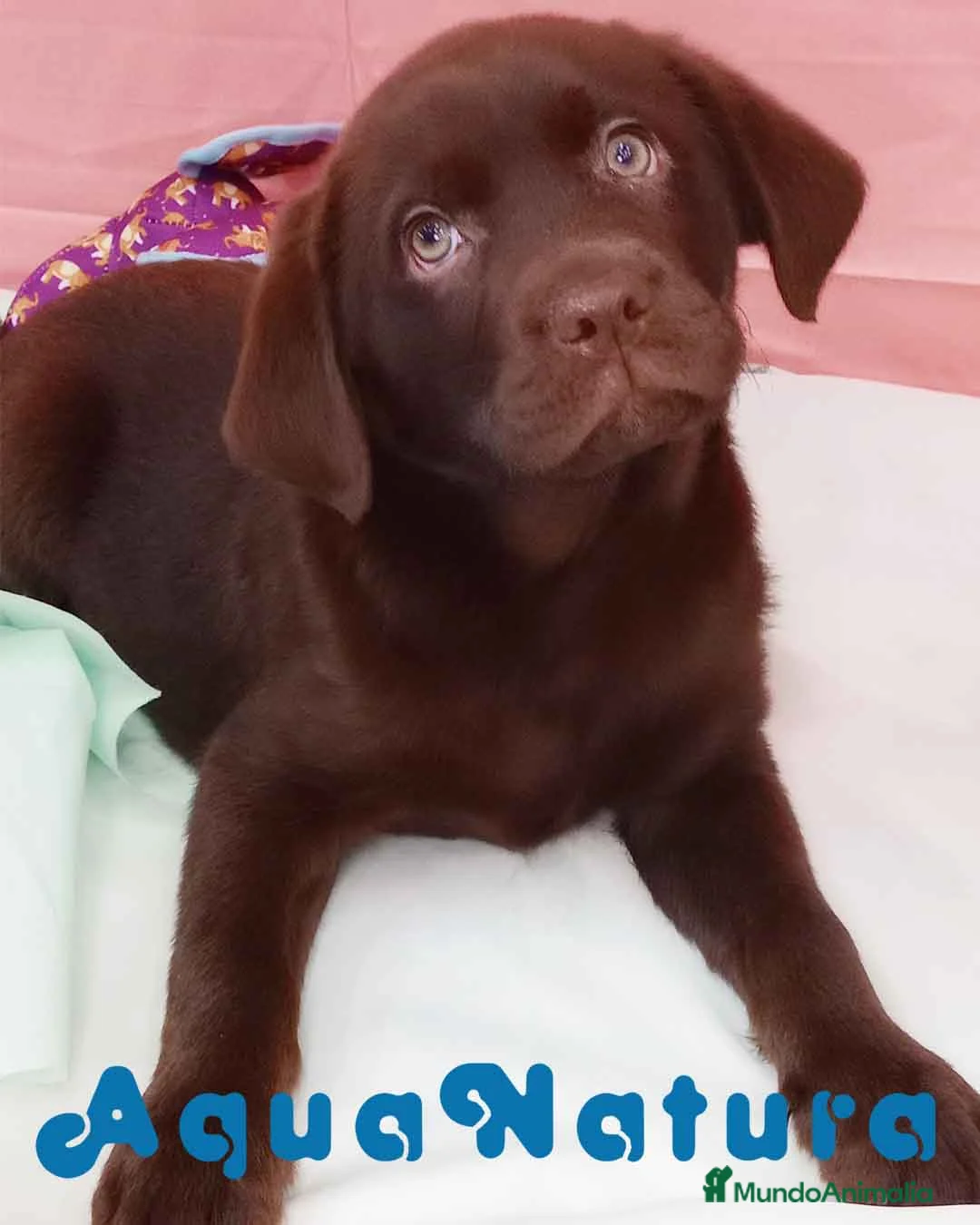 Labrador Retriever perros en venta: Camada LABRADOR RETRIEVER chocolate - AQUANATURA en Barcelona - Anuncio 1