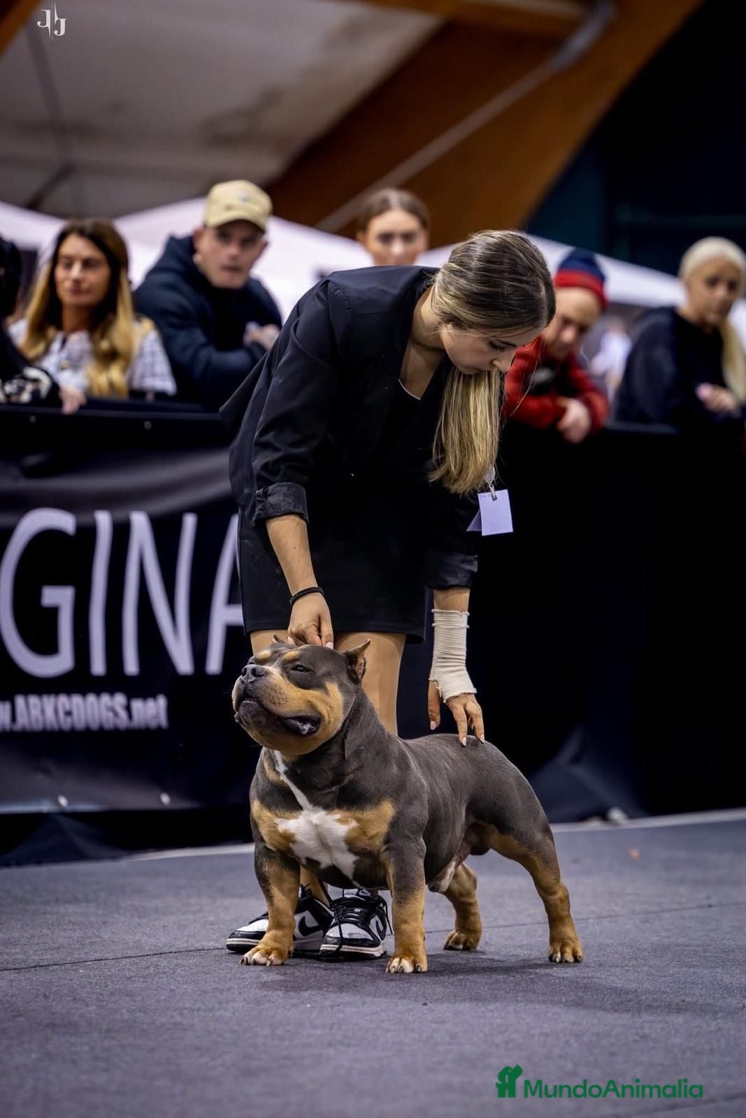 American Bully perros ABIERTO A MONTAS MACHO DE AMERICAN BULLY POCKET en Cantabria - Anuncio 2