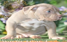 American Bully perros en venta: AMERICAN BULLY XL / AMERICAN BULLY XXL  - Imagen 5