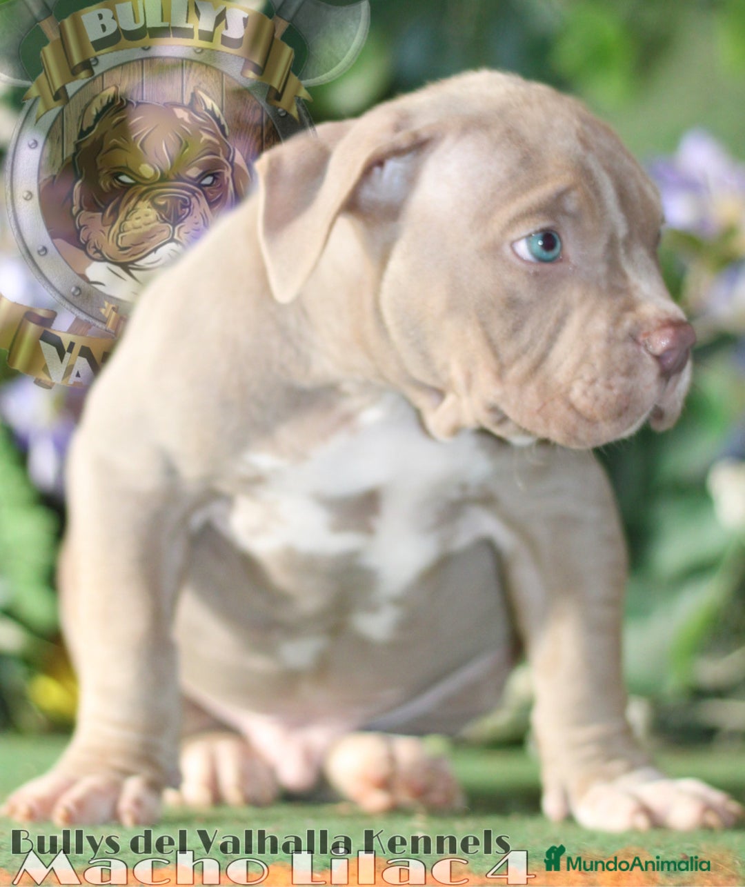 American Bully perros en venta: AMERICAN BULLY XL / AMERICAN BULLY XXL  - Imagen 5